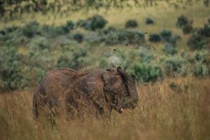 Global study: Wild megafauna shape ecosystem - Vimarsana News