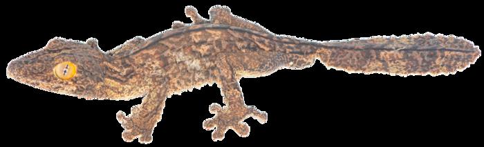 Uroplatus-garamaso_MtdAmbre_2017_Mark-D-Scherz_holotype.png