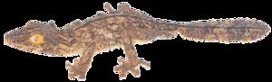 Uroplatus-garamaso_MtdAmbre_2017_Mark-D-Scherz_holotype.png