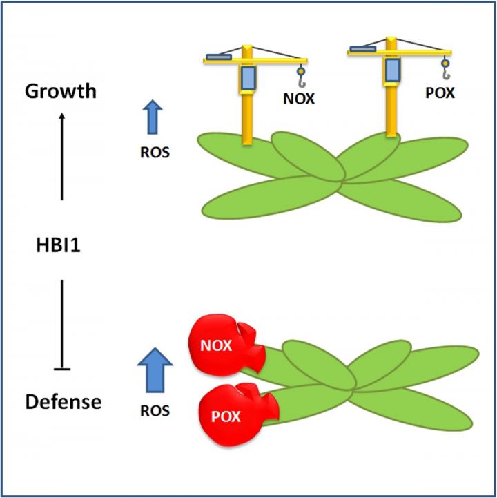 Mediating the trade-off -- How plants decide