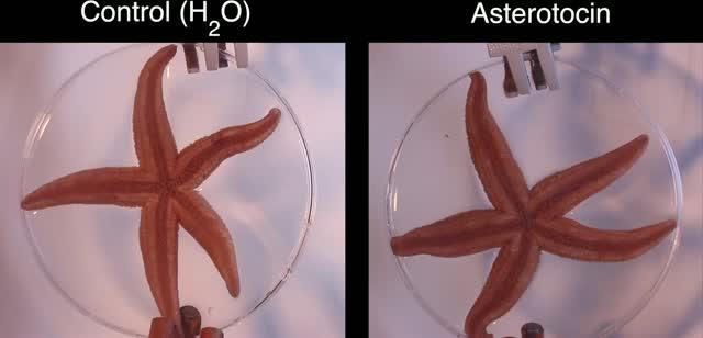 Effect of 'Love Hormone' on Starfish