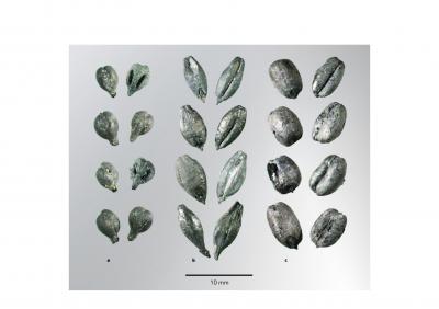 Grape pips reveal collapse of ancient economy in the grip of plague and climate change