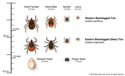 Ticks that Transmit Lyme are Small