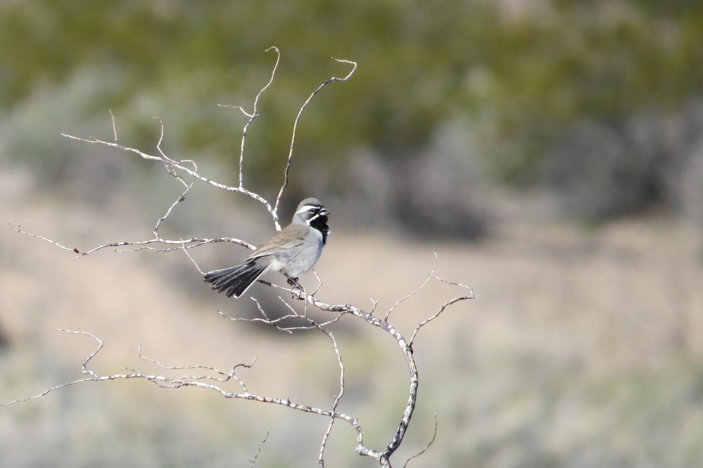 Black-Throated Sparrow