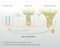 Reversion of Colorectal Cancer Cells to Normal