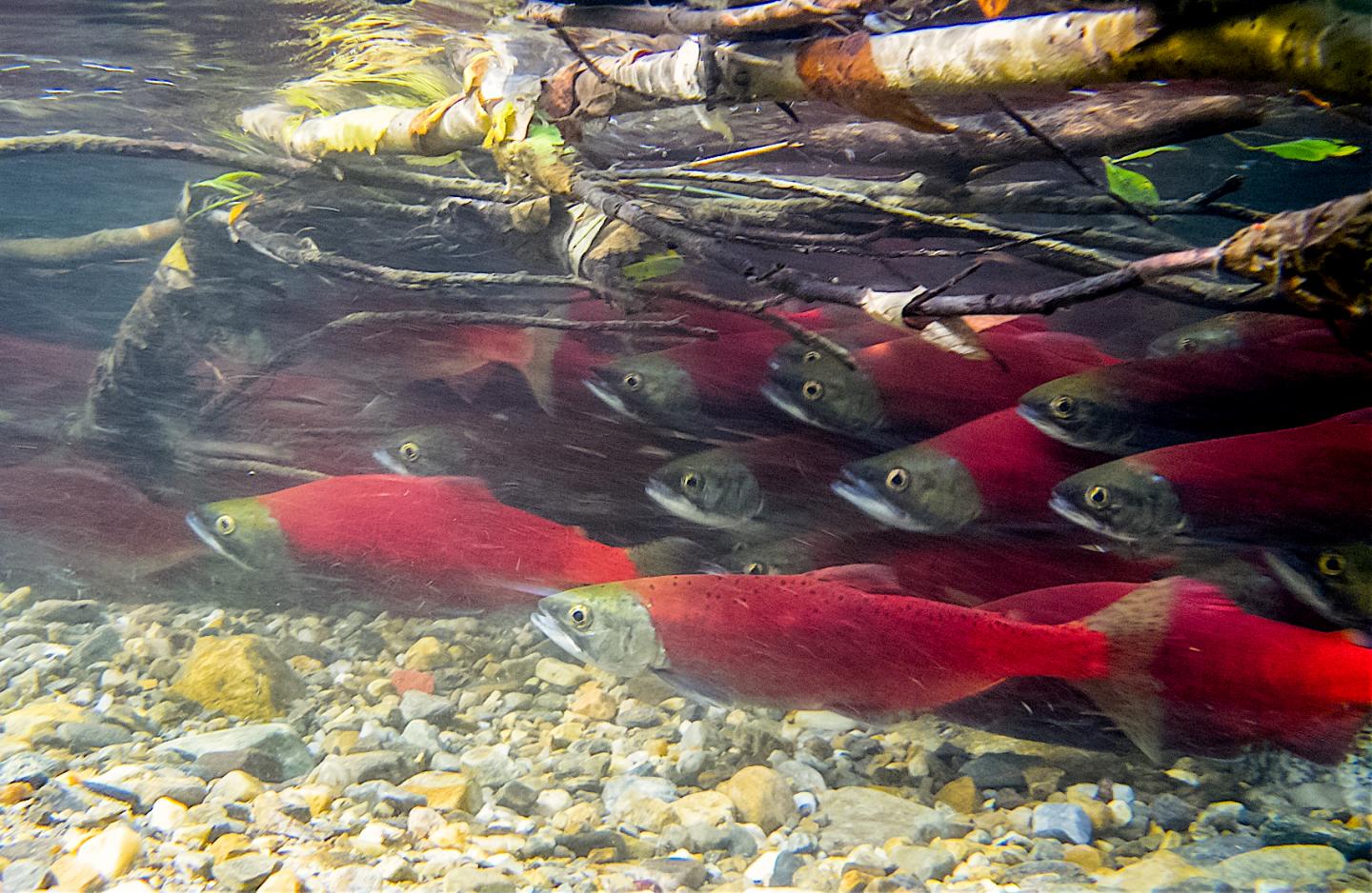 Ancient Genetic Markers in Sockeye Salmon Can Help Manage Healthier Fish Stocks