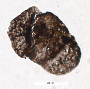 Alisporites-type fossil pollen recovered from Permian-Triassic transitional deposits in the Qubu section