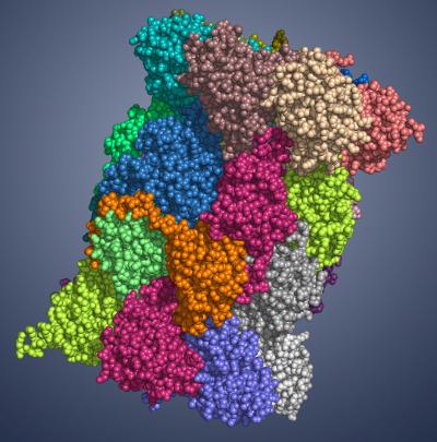 Crystal Structure of the Immunoproteasome