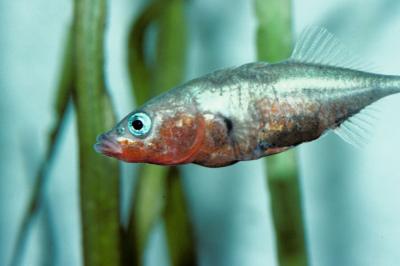 Stickleback