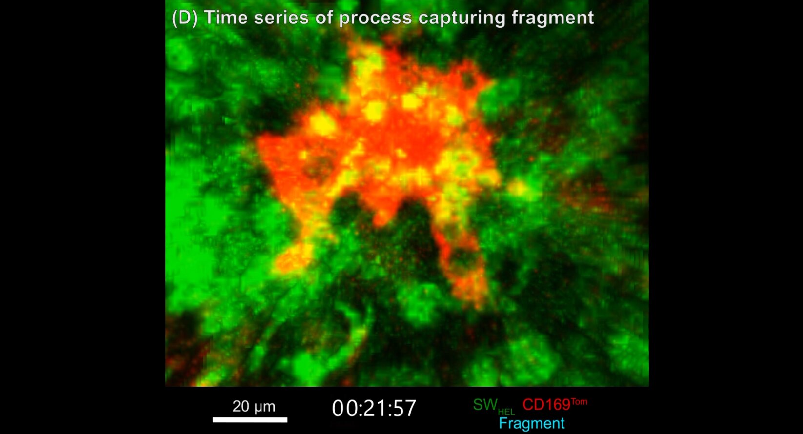 2-Photon microscope image of the germinal centre inside a lymph node, showing B cells (green) moving around and a tingible body macrophage (red) grabbing the dead and dying B cells