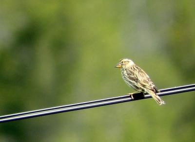 Male Rock Sparrow