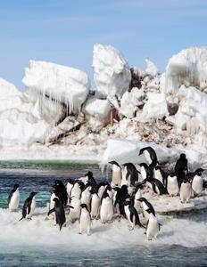 Adelie Penguins on seasonal sea ice in Antarctica