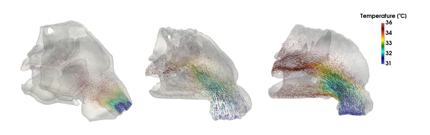 Reconstructed Internal Nasal Anatomy of a Northeast Asian, Southwest European and Neanderthal
