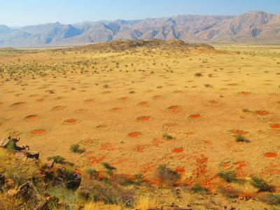 Termites Behind Desert 'Fairy Circles' (3 of 7)