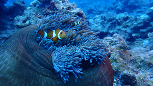 Clownfish settled on an anenome