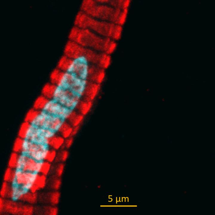 Python Cardiomyocyte