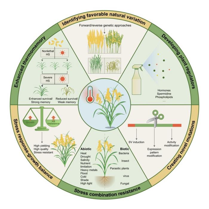 Approaches to address heat stress (HS) challenges