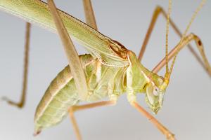 Present-day katydid of the genus Arethaea