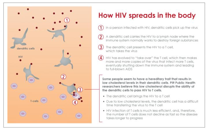 How HIV Spreads in the Body Infographic