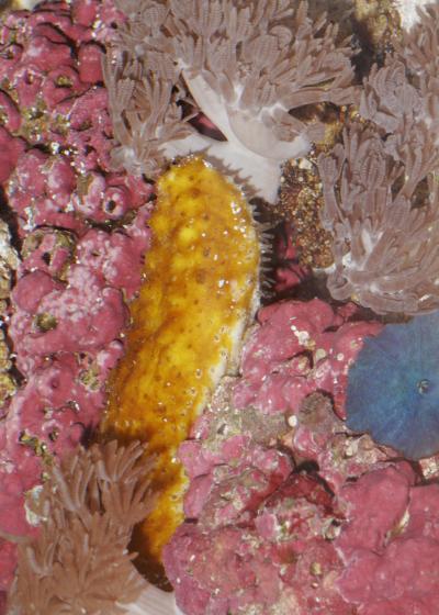 Sea Cucumber in its Natural Habitat