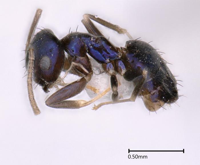 Paraparatrechina neela [IMAGE] EurekAlert! Science News Releases