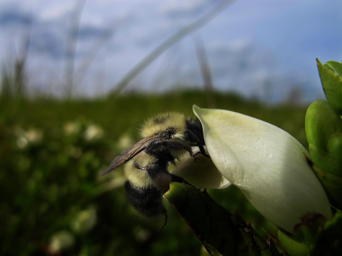 Bumble Bee Collecting Nectar Containing Iridoid Glycoside Secondary Metabolites