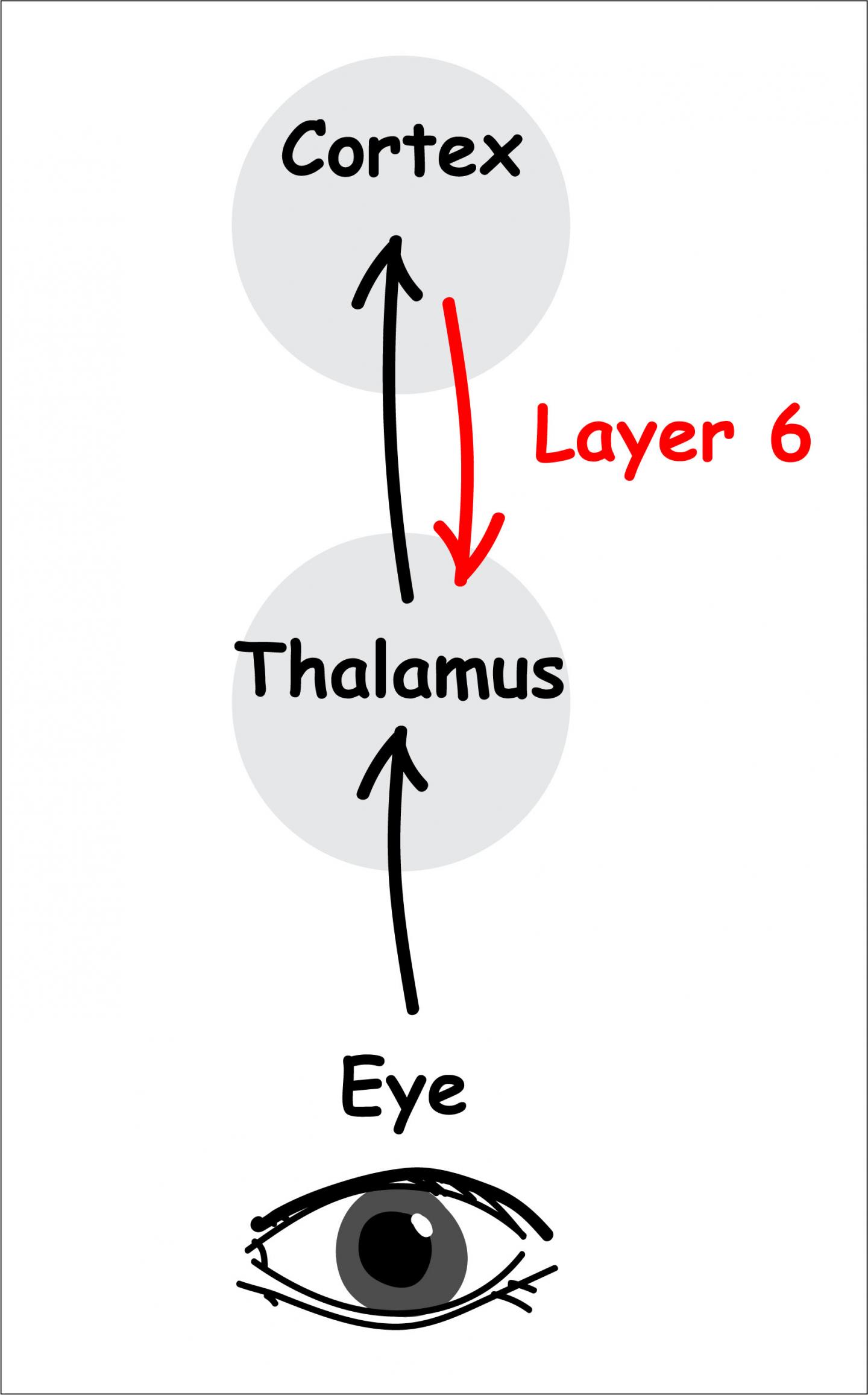 Visual information passing beyond the eye.