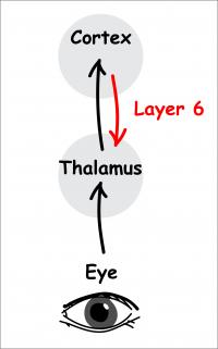 Visual information passing beyond the eye.