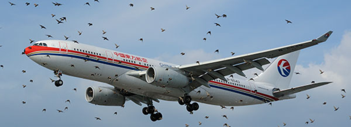 Birds flocking around plane