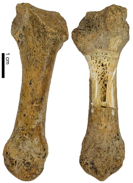 Two views of the short-faced bear toe recovered Daisy Cave, San Miguel Island, California Channel Islands