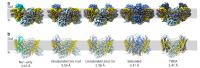 Glutamate Transporter