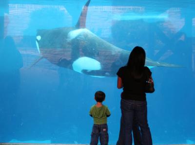Captive Killer Whales