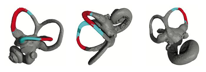 The reconstructed inner ear of Lufengpithecus