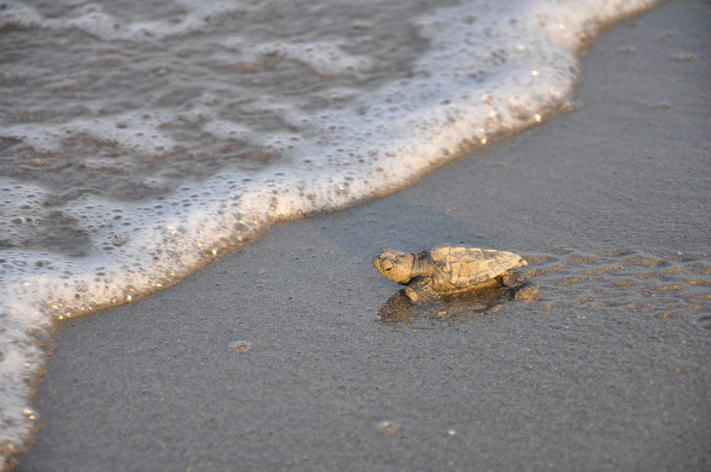 Loggerhead Hatchling 
