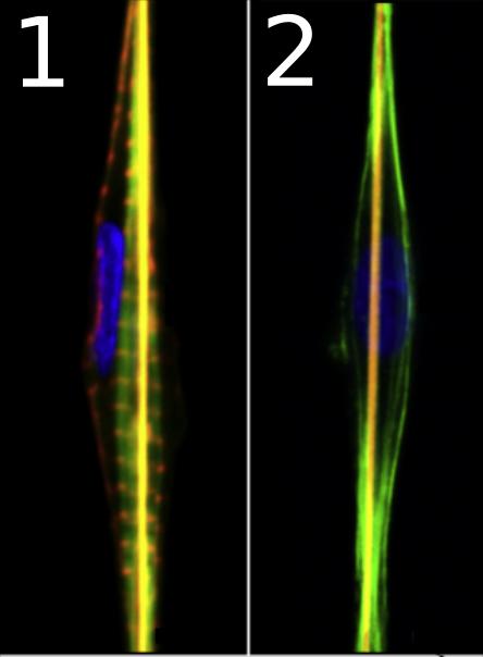 Fig. 1. Confocal Laser Scanning Microscopy Images