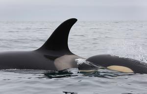 orcas 3