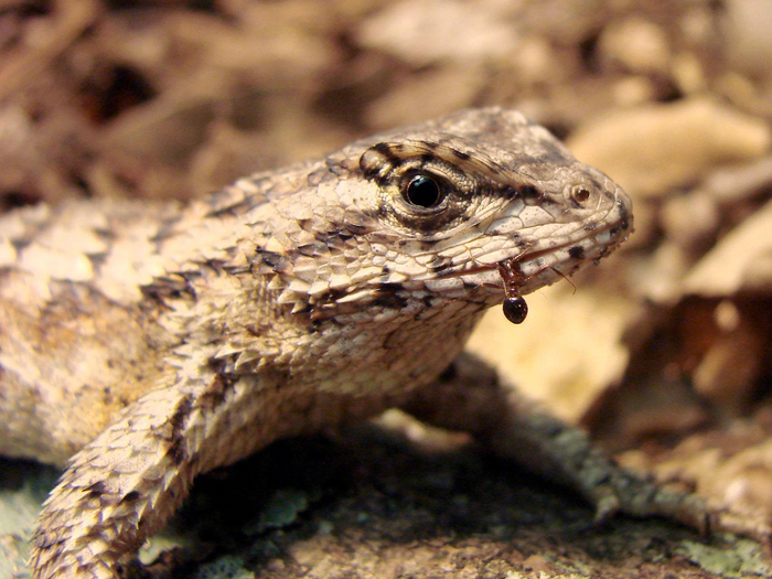 Lizards eat fire ants