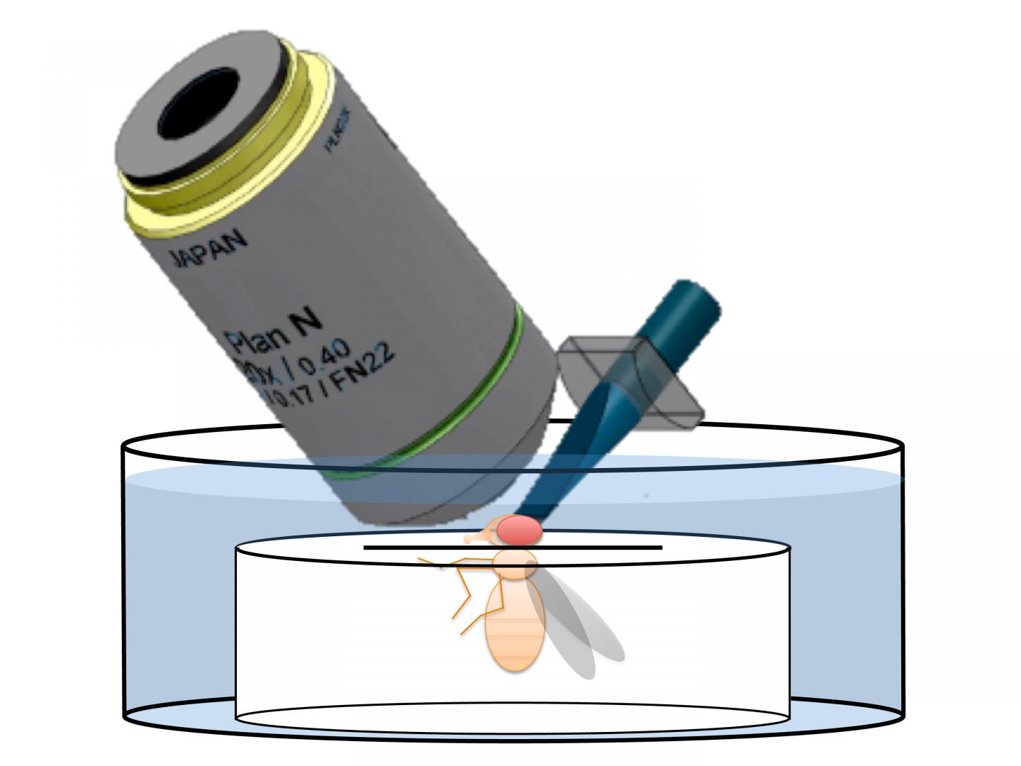 Shedding Light on the Day-Night Cycle