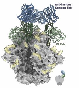 A chain reaction: HIV vaccines can lead to antibodies against antibodies