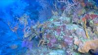 Cuba's Twilight Zone Reefs Expedition