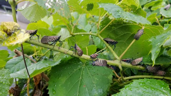 Destructive Plant Pest thwarted by Two Native Fungi