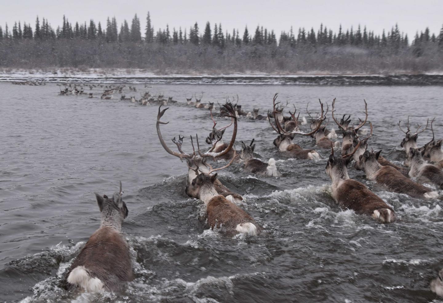 Caribou Crossing Water