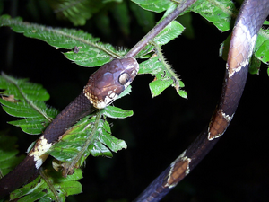 The Hidden Snail-eating Snake, Dipsas aparatiritos