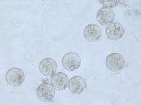 In-vitro Fertilization Assay