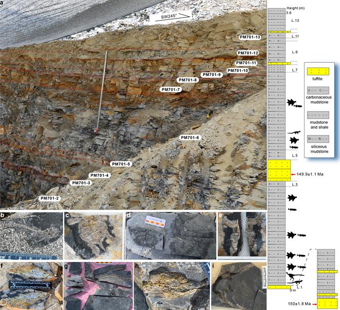 Stratigraphic log and vertebrate fossil assemblage discovered in the Late Jurassic Zhenghe Fauna