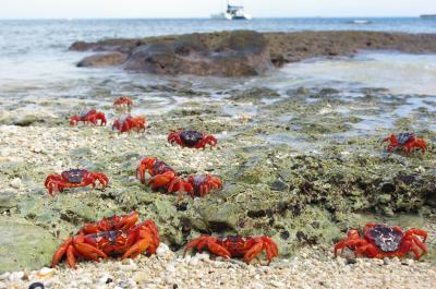 Crabs in a Cove