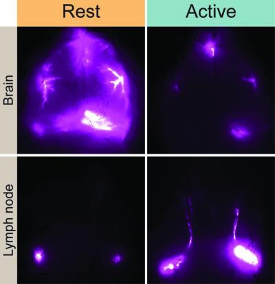 Researchers Probe Soldier Sleep Deprivation Effects