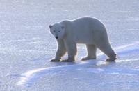 A Subadult Polar Bear
