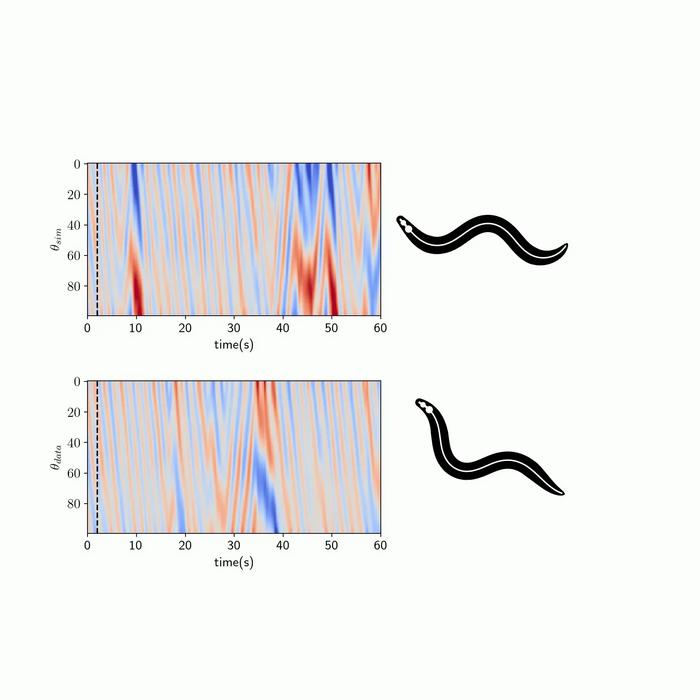 Computer-modeled body movements of a simulated worm and a real worm