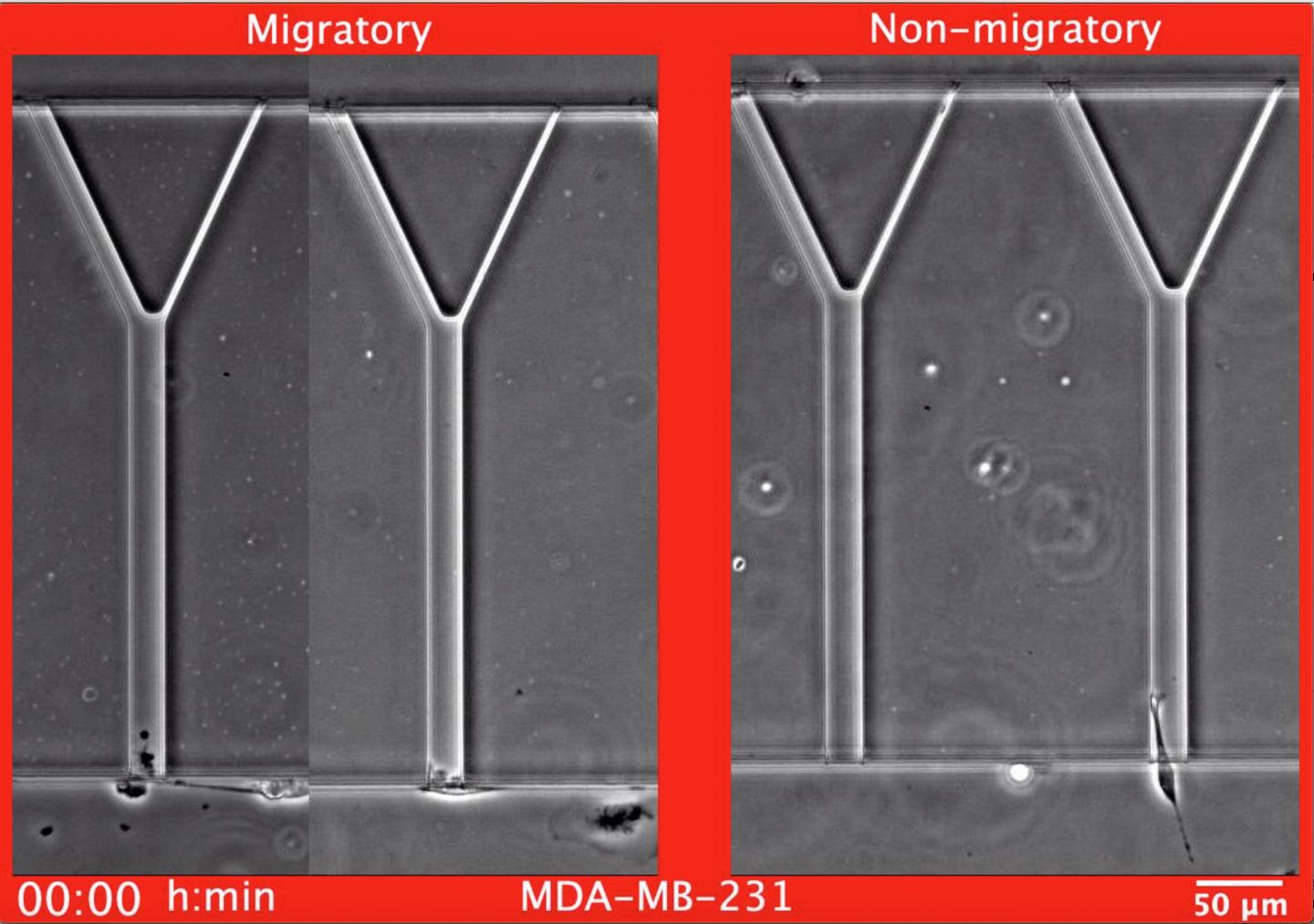 Examples of Migratory and Non-Migratory